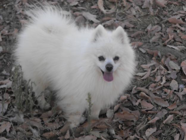 Busco pomerania blanco o negro para monta