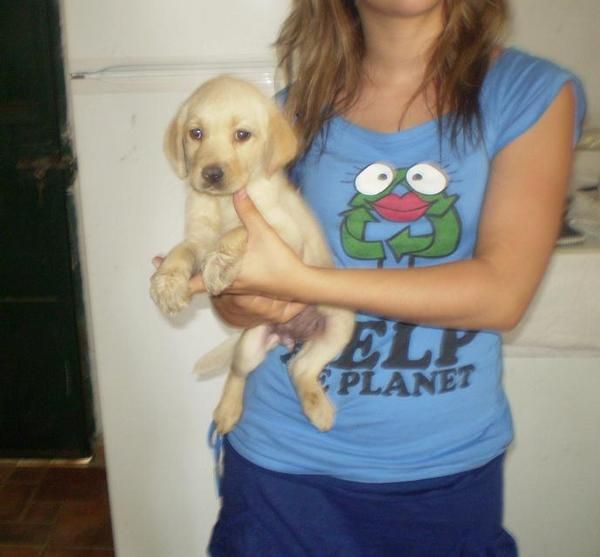 Cachorros de labrador