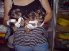 CACHORROS DE YORKSHIRE MACHOS, OFERTA!  400 EUROS - mejor precio | unprecio.es