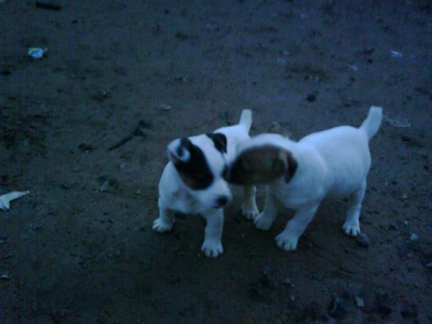 cachorros JACK RUSSELL con PEDIGREE