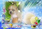 chihuahau hembra de carita de muñeca particular - mejor precio | unprecio.es