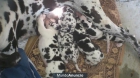 excelente camada de dogos alemanes arlequines - mejor precio | unprecio.es