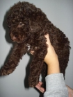 Excelentes cachorros de perros de agua - mejor precio | unprecio.es