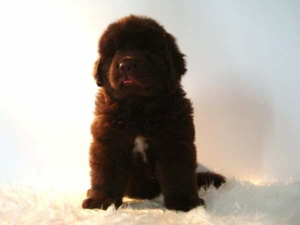 PRECIOSOS CACHORROS TERRANOVA BUENA CALIDAD