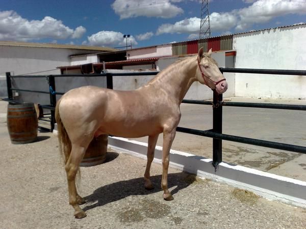 SEMENTAL PURO LUSITANO ALBINO