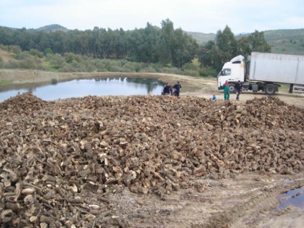 venta de leña de olivo centenario