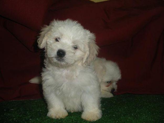 LOS MAS CARIÑOSOS: SHIH TZU, BICHON MALTES,  WESTY