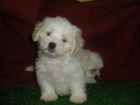 LOS MAS CARIÑOSOS: SHIH TZU, BICHON MALTES,  WESTY - mejor precio | unprecio.es