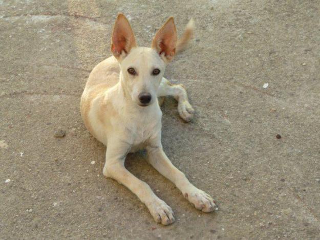 Lolo, mestizo en adopción!!!