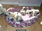 Cachorro CARLINO hembra camada particular 400€ - mejor precio | unprecio.es
