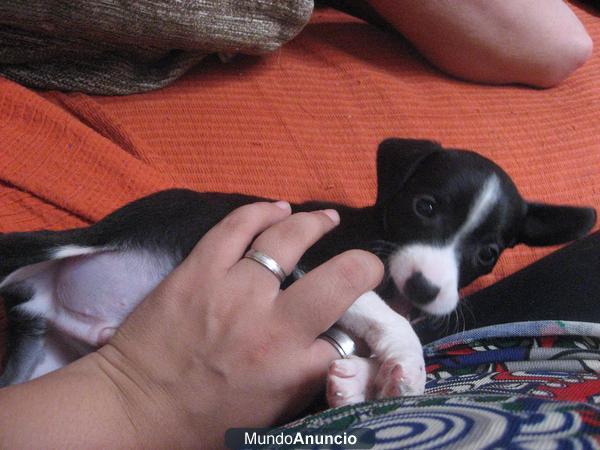 cachorros en adopcion