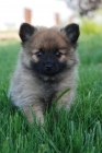 Cachorros pomerania toy monisimos - mejor precio | unprecio.es