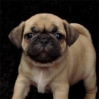 Fantasticos Pugs cachorros con excelente pedigree 150 euros. - mejor precio | unprecio.es