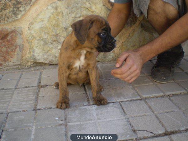 PERRITOS bOXER, DORADOS CON PEDIGRE Y DOS VACUNAS