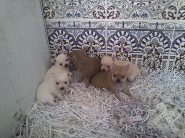 preciosos chihuahua con buen pedigree