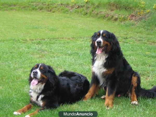 prsciosa cachorra de Boyero Berna