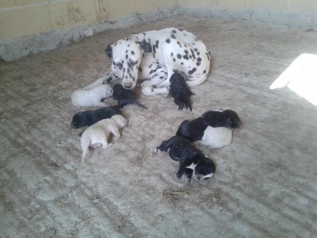 Se regalan cachorros dalmata