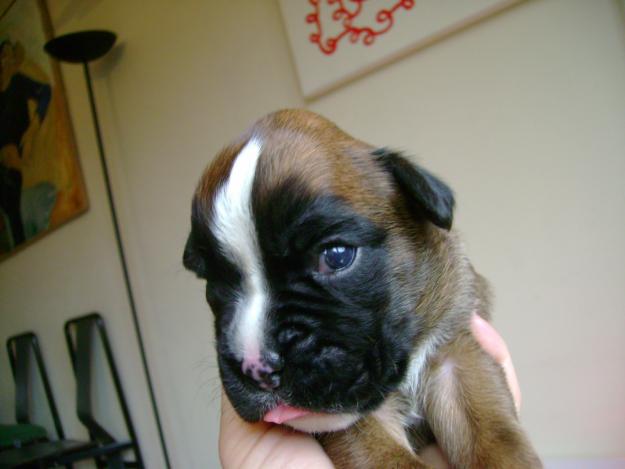 VENDO BOXER EXCELENTE PEDIGREE