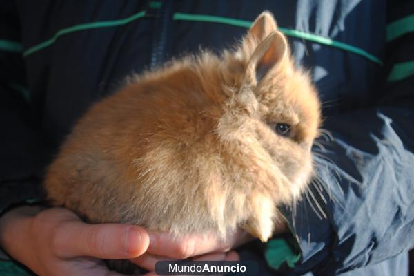 Conejitos de compañia!