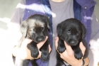 Cachoros de Labrador con espectacular pedigree - mejor precio | unprecio.es