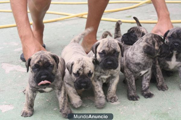 Cachorros PRESA CANARIO