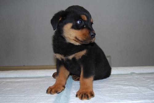 Camada de Rottweiller.