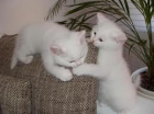 gatitos blancos albinos el regalo ideal de navidad - mejor precio | unprecio.es