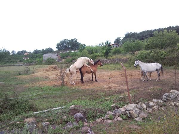 LOTE DE CABALLOS