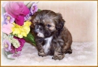 nuestro Shih Tzu busca una familia para llevárselos - mejor precio | unprecio.es