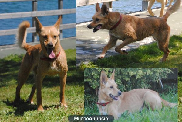 Perrita perdida