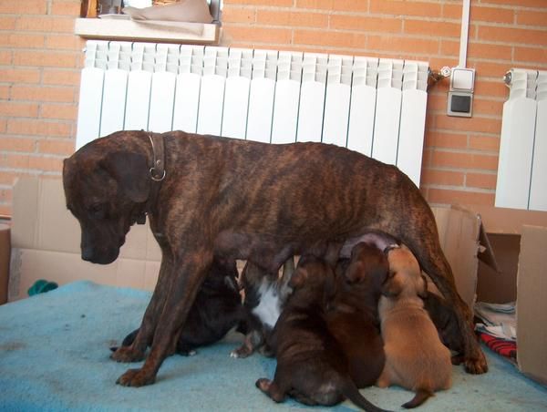 REGALO CACHORROS TAMAÑO MEDIANO