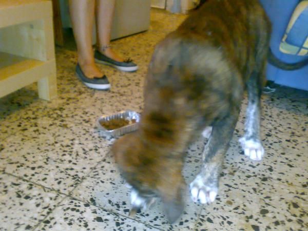 REGALO UN CAHORRO DE MASTIN DE 2 MESES Y MEDIO