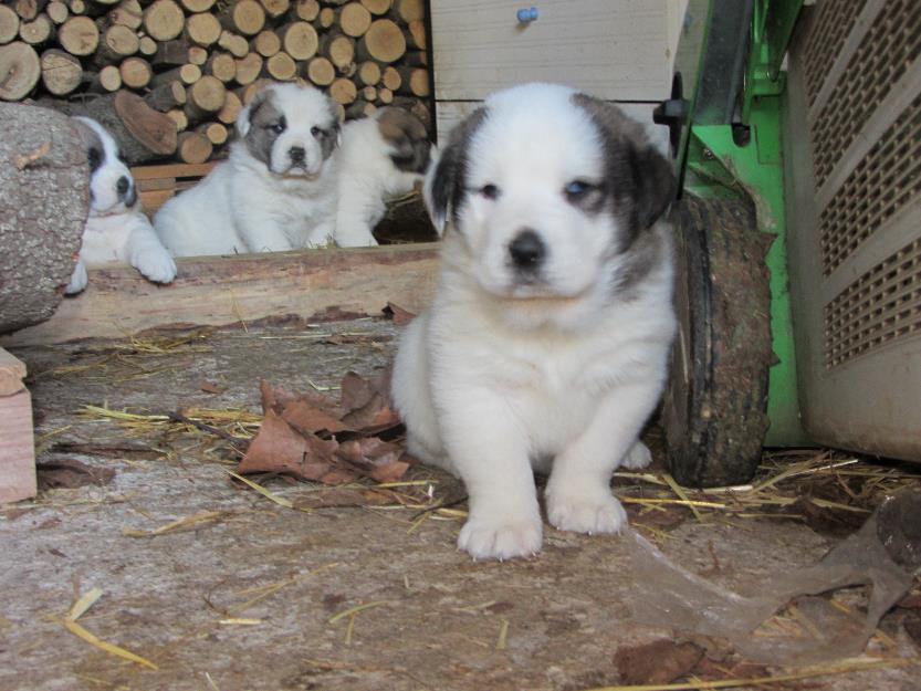 Venta de Cachorros mastines españoles