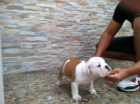 Bulldog ingles cachorros - mejor precio | unprecio.es