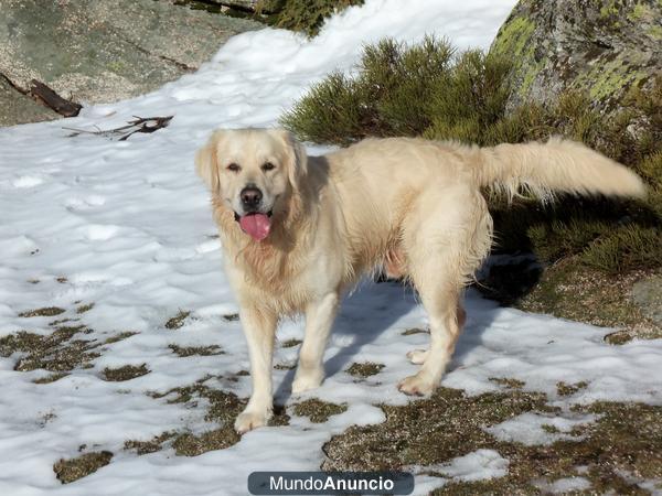 BUSCO GOLDEN HEMBRA