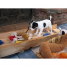 Cachorros de Jack Russell - mejor precio | unprecio.es