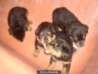 camada de rottweiler - mejor precio | unprecio.es