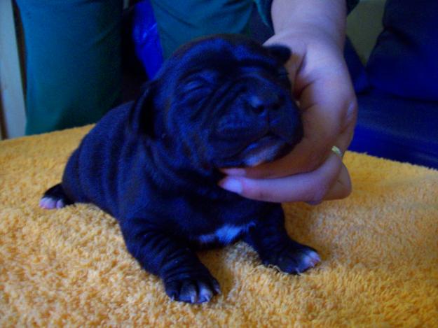 camada stafordshire bull terrier, excelentes cachorros