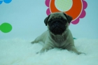 carlino, cachorros de 8 semanas de edad, para entregarse - mejor precio | unprecio.es