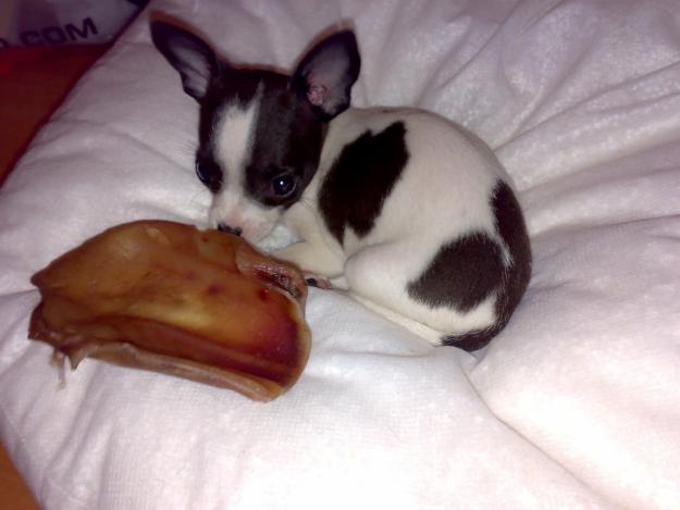 Compro Chihuahua