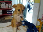 Galga luna sigue esperando una adopción. - mejor precio | unprecio.es