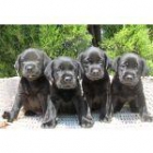 Labradores Retriever Negros,excelentes cachorros - mejor precio | unprecio.es