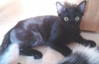 Loby, gatito paterita de pelo semilargo en adopción - mejor precio | unprecio.es
