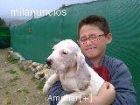 sabuesos porcelana - mejor precio | unprecio.es