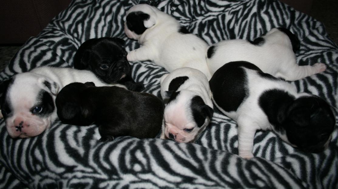 se venden cachorros de bulldog frances