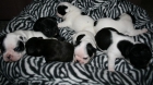se venden cachorros de bulldog frances - mejor precio | unprecio.es