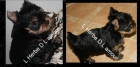 Ultima cachorrita yorkshire terrier, tamaño pequeño - mejor precio | unprecio.es