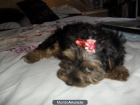 vendo yorkshire terrier negra y dorada 6 meses 150 euros - mejor precio | unprecio.es