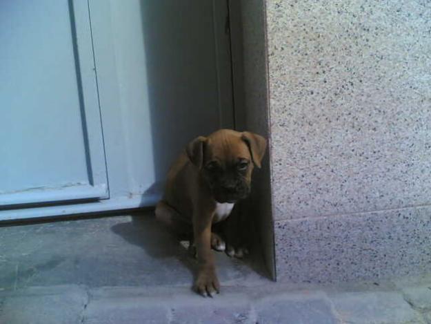 cachorritas de boxer