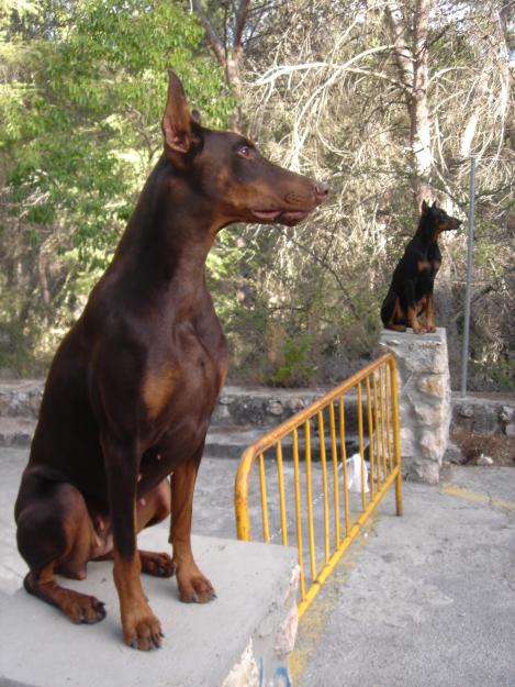 cachorros de doberman